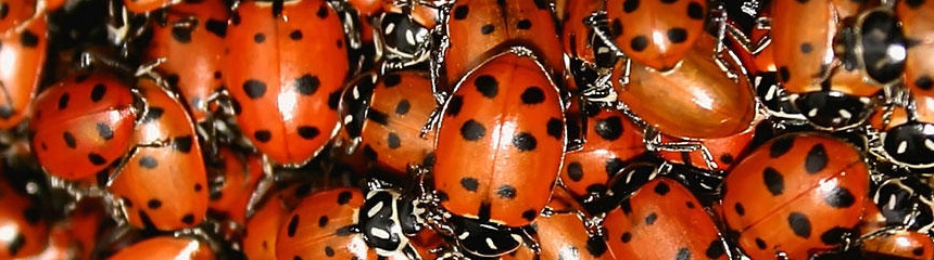 ladybirds