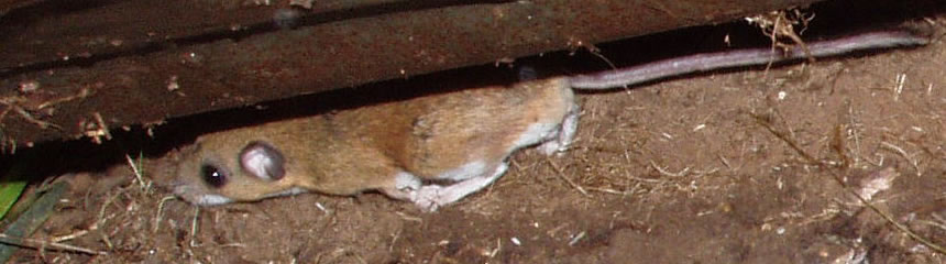 mice banner