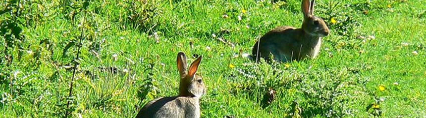 rabbits banner